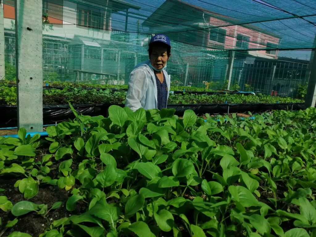 New Asset Community Vegetable Garden, Wang Thonglang District สวนผักชุมชนทรัพย์สินใหม่ เขตวังทองหลาง